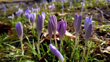 Parkta bahar çiçekleri var..
