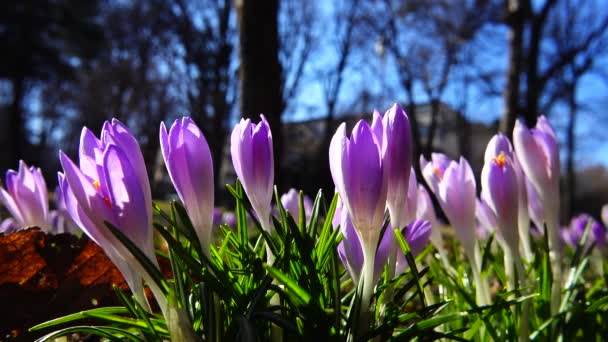 Spring Flowers Crocuses Park — Stock Video