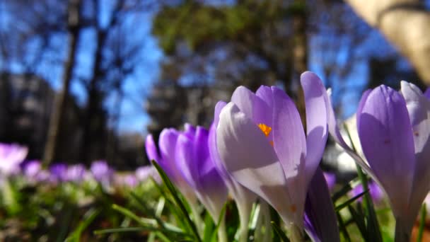 Весенние Цветы Крокусы Парке — стоковое видео