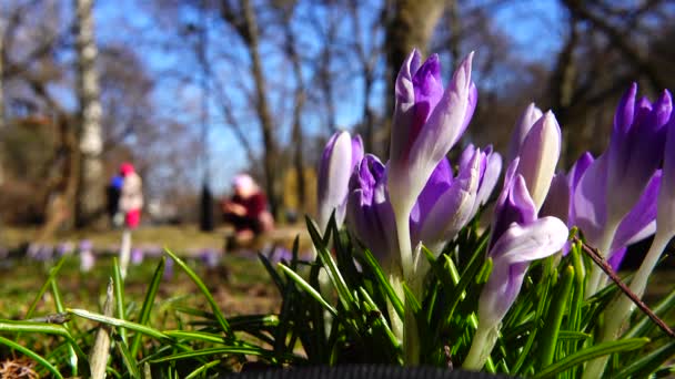 Vårblommor Krokusar Parken — Stockvideo