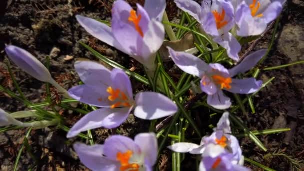 Tavaszi Virágok Crocus Parkban — Stock videók