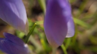 Parktaki Crocus çiçekleri. Atış makrosu.