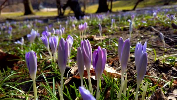Spring Flowers Crocuses Park — Stock Video
