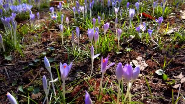 Vårblommor Krokusar Parken — Stockvideo