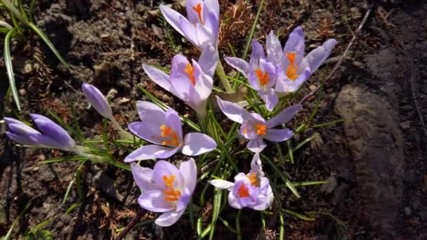 Tavaszi Virágok Crocus Parkban — Stock videók