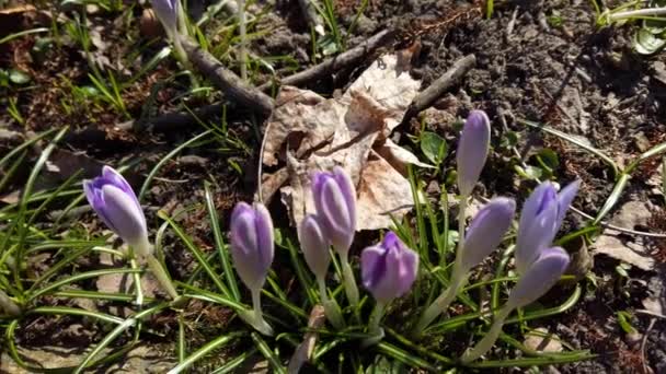 Jarní Květiny Krokusy Parku — Stock video