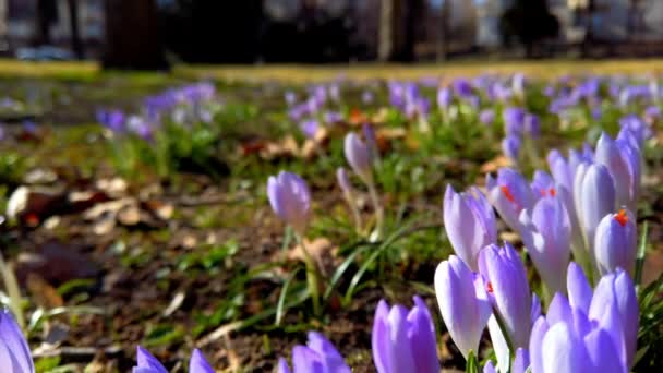 Jarní Květiny Krokusy Parku — Stock video