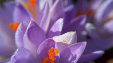Parktaki Crocus çiçekleri. Atış makrosu.