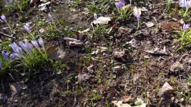 Parkta bahar çiçekleri var..