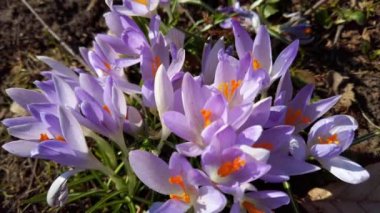 Parkta bahar çiçekleri var..