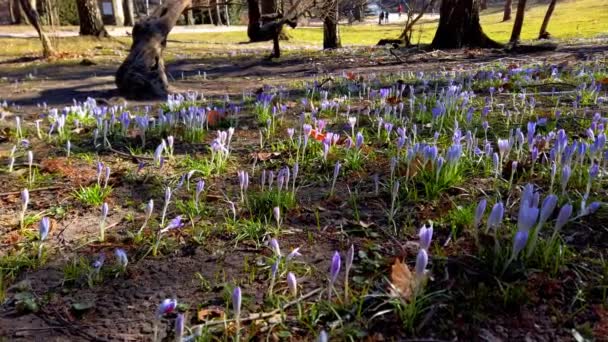 Весняні Квіти Крокуси Парку — стокове відео
