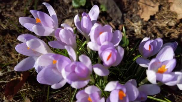 Parkta Bahar Çiçekleri Var — Stok video