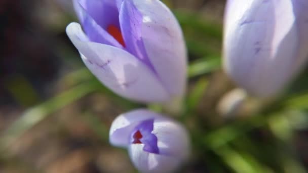 Crocus Virágok Parkban Makró Lövése — Stock videók