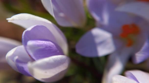 Цветы Крокус Парке Стрелковый Макро — стоковое видео