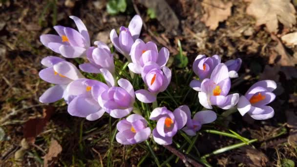 Wiosenne Kwiaty Krokusy Parku — Wideo stockowe