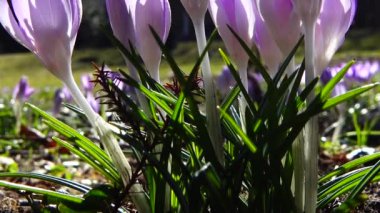 Parktaki Crocus çiçekleri. Atış makrosu.