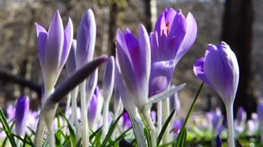 Parktaki Crocus çiçekleri. Atış makrosu.