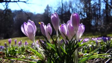 Parktaki Crocus çiçekleri. Atış makrosu.