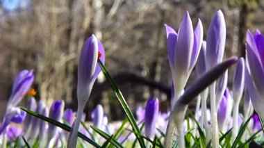 Parktaki Crocus çiçekleri. Atış makrosu.