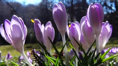 Parktaki Crocus çiçekleri. Atış makrosu.