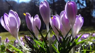 Parktaki Crocus çiçekleri. Atış makrosu.