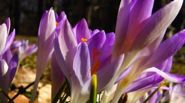 Parktaki Crocus çiçekleri. Atış makrosu.