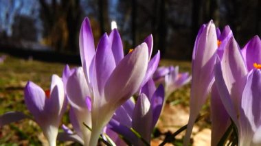 Parktaki Crocus çiçekleri. Atış makrosu.