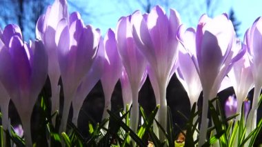 Parktaki Crocus çiçekleri. Atış makrosu.