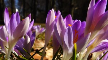 Parktaki Crocus çiçekleri. Atış makrosu.