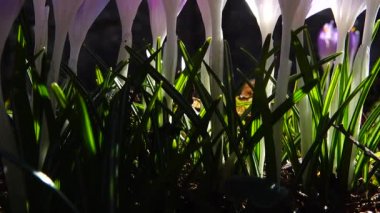 Parktaki Crocus çiçekleri. Atış makrosu.