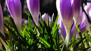 Parktaki Crocus çiçekleri. Atış makrosu.