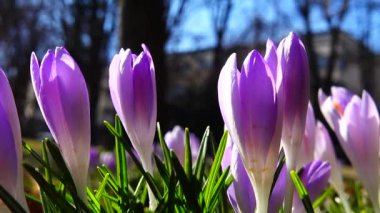 Parktaki Crocus çiçekleri. Atış makrosu.