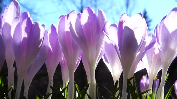 Fiori Cocco Nel Parco Macro Ripresa — Video Stock