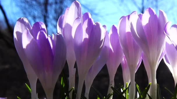 Crocus Bloeit Het Park Schietmacro — Stockvideo