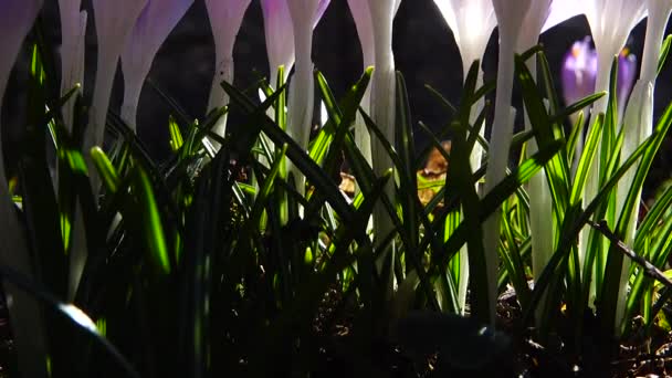 Krokus Blommor Parken Skytte Makro — Stockvideo