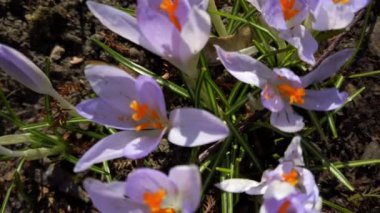 Parktaki Crocus çiçekleri. Atış makrosu.
