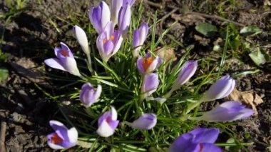 Parktaki Crocus çiçekleri. Atış makrosu.