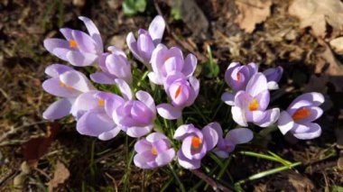 Parktaki Crocus çiçekleri. Atış makrosu.