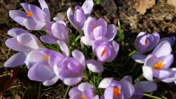 Krokusowe Kwiaty Parku Makro Fotografowania — Wideo stockowe