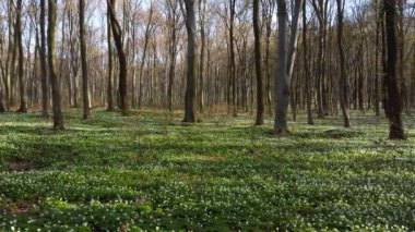 Ormanda beyaz şakayık çiçekleri.