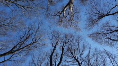 Kayın ağaçları gökyüzüne karşı.
