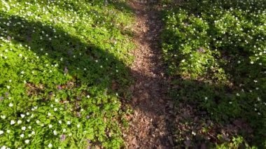 Ormanda beyaz şakayık çiçekleri.