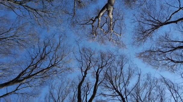 Beech Trees Sky — Vídeo de stock
