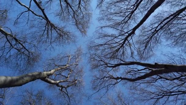 Beech Trees Sky — Video
