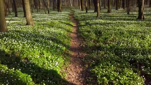 Flores Anémona Blanca Bosque — Vídeos de Stock