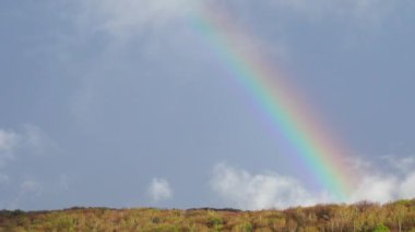 Ormanın üzerindeki yağmurdan sonra gökyüzünde gökkuşağı.