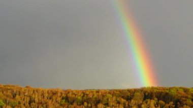 Ormanın üzerindeki yağmurdan sonra gökyüzünde gökkuşağı.