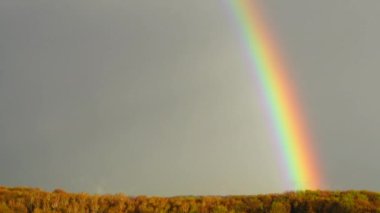 Ormanın üzerindeki yağmurdan sonra gökyüzünde gökkuşağı.