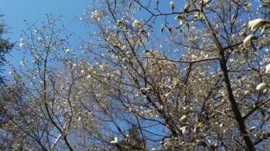 Gökyüzüne karşı çiçek açan manolya. İlkbaharda ağaç dallarında çiçekler.