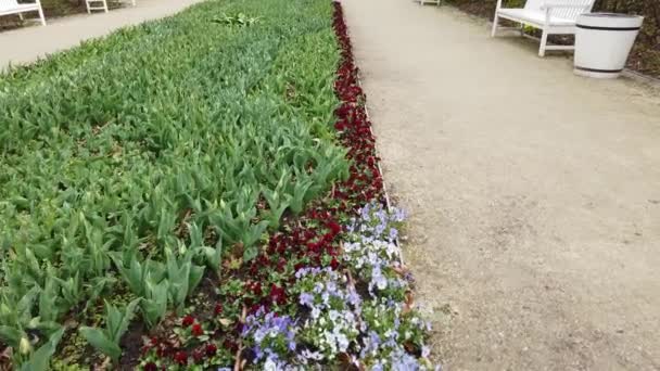 Alley Flores Sazonais Nos Jardins Castelo Real Varsóvia Polónia — Vídeo de Stock